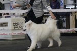 RCACIB Femelle Bordeaux 2017